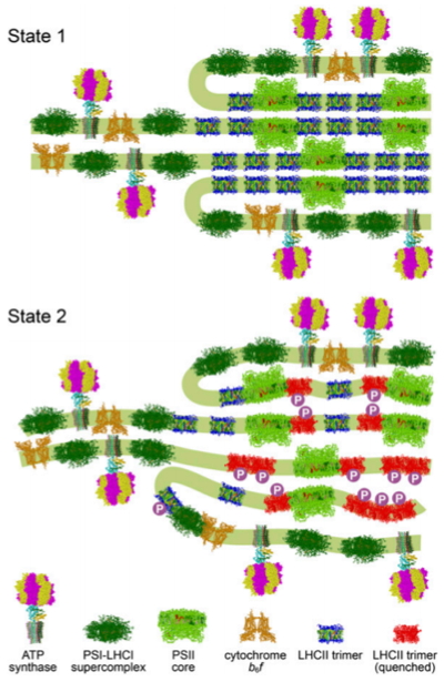 Chloroplast remodeling during state transitions in Chlamydomonas reinhardtii